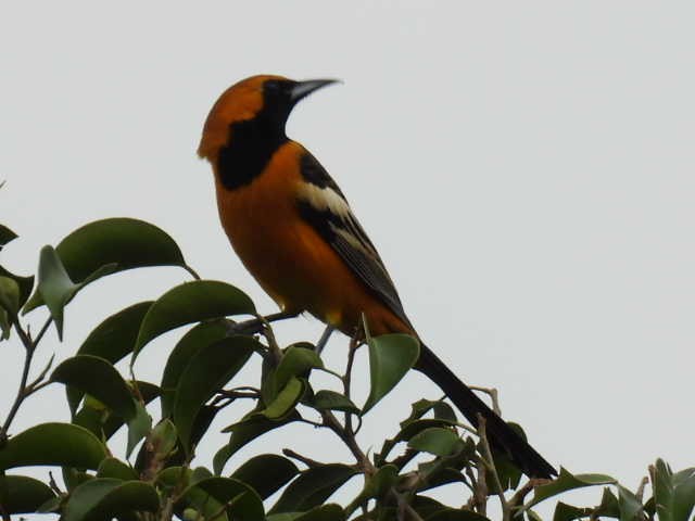 ムナグロムクドリモドキ - ML645474175