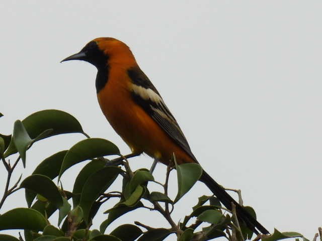 ムナグロムクドリモドキ - ML645474176