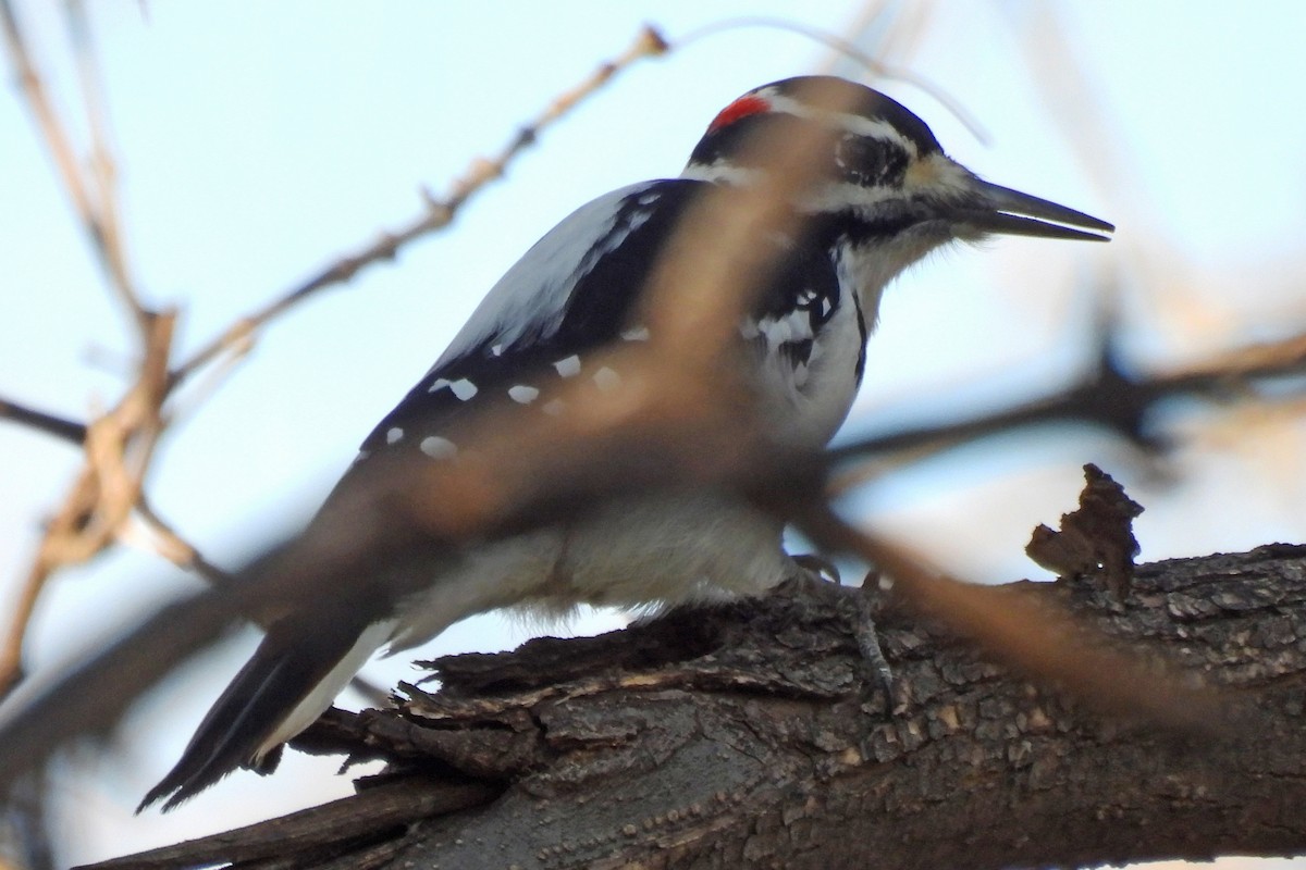 セジロアカゲラ - ML645474177