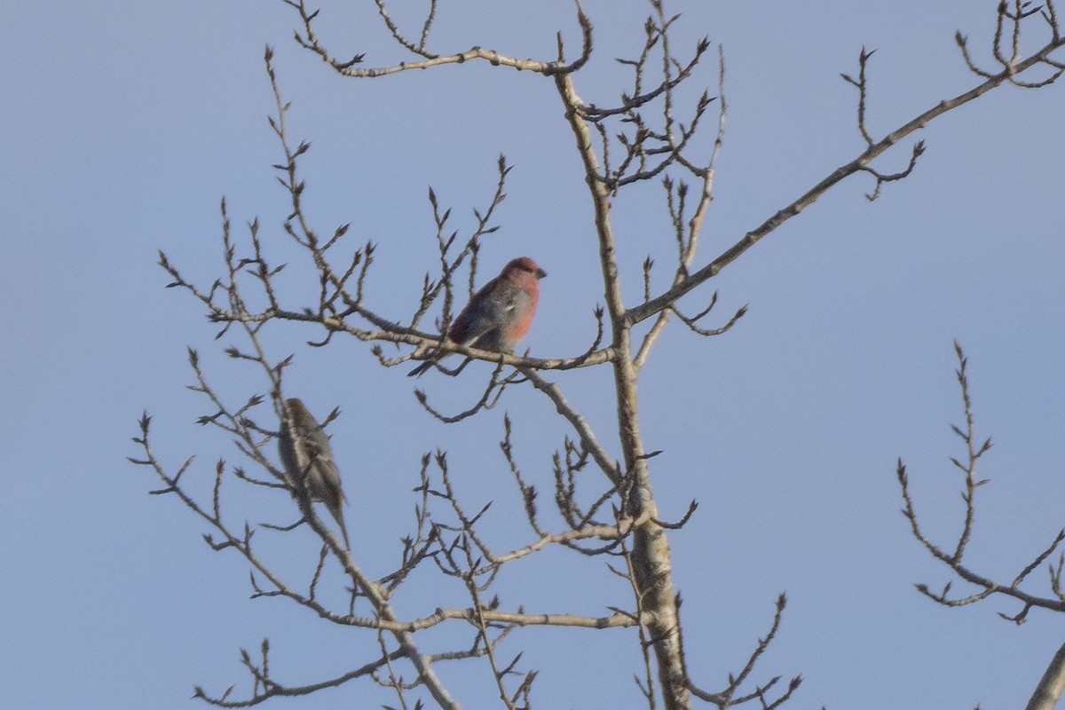 ギンザンマシコ - ML645474178