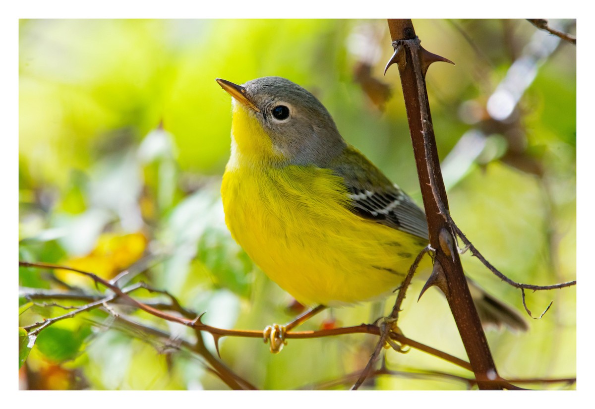 シロオビアメリカムシクイ - ML645474179