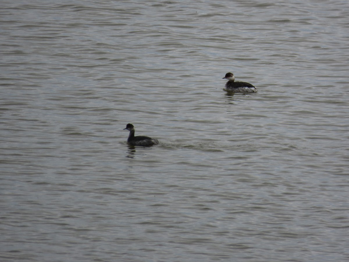 horndykker - ML645474180