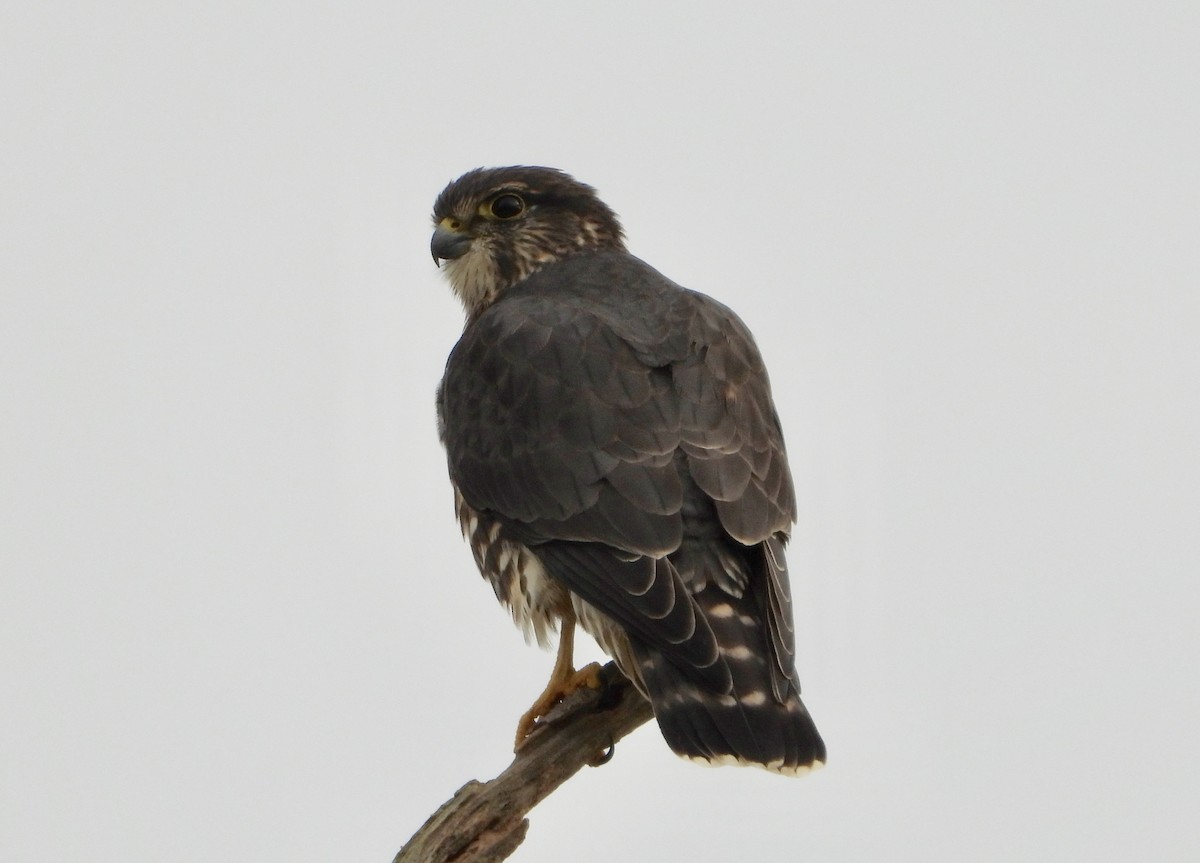 コチョウゲンボウ - ML645474186