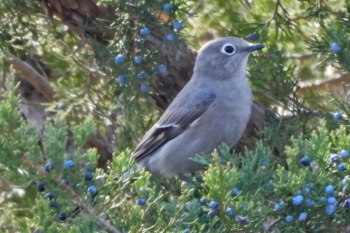 Townsend's Solitaire - ML645474187