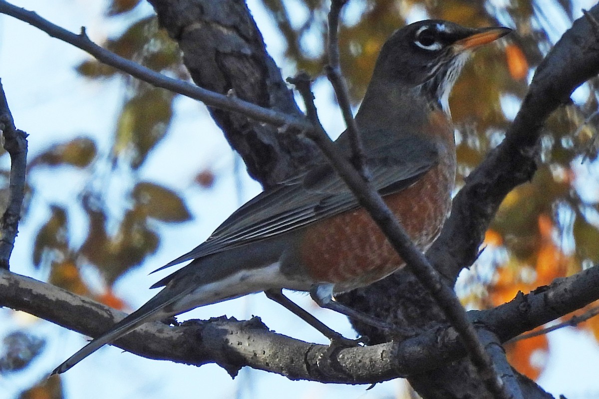 American Robin - ML645474195
