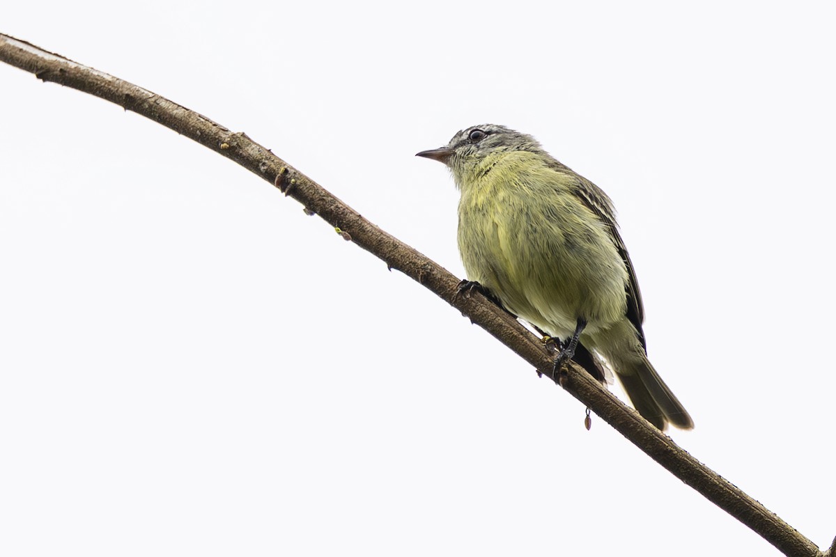 White-fronted Tyrannulet - ML645474198