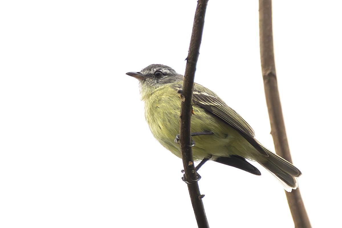 White-fronted Tyrannulet - ML645474199