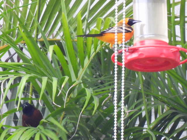 Streak-backed Oriole - ML645474202
