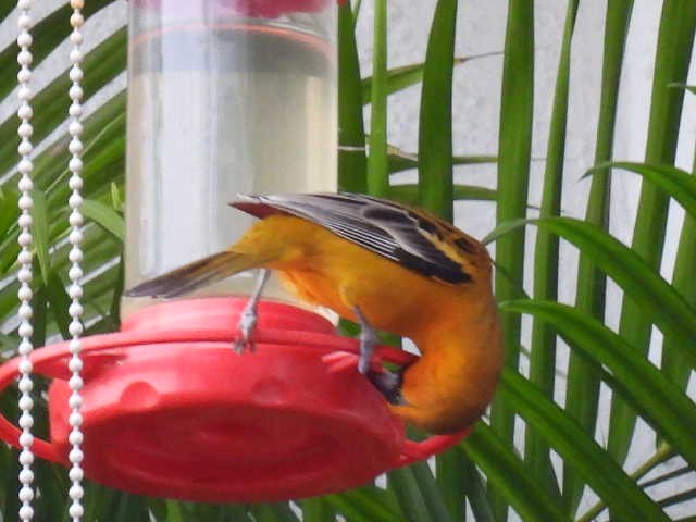 Streak-backed Oriole - ML645474204