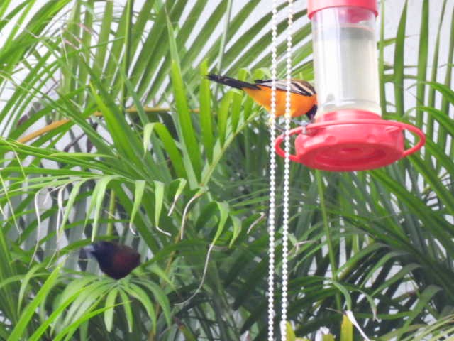 Streak-backed Oriole - ML645474205