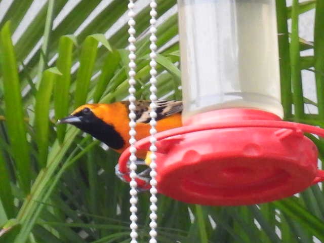 Streak-backed Oriole - ML645474206