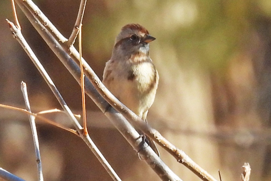 American Tree Sparrow - ML645474207