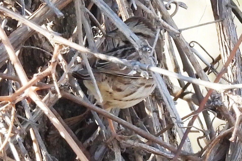Song Sparrow - ML645474218
