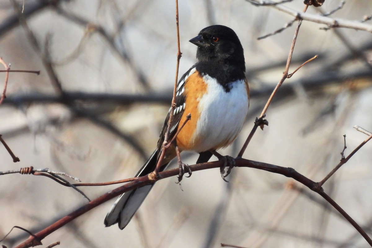 Spotted Towhee - ML645474227