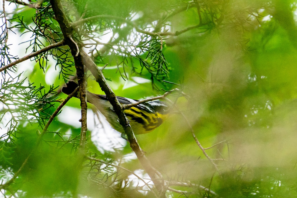 Magnolia Warbler - ML645474228