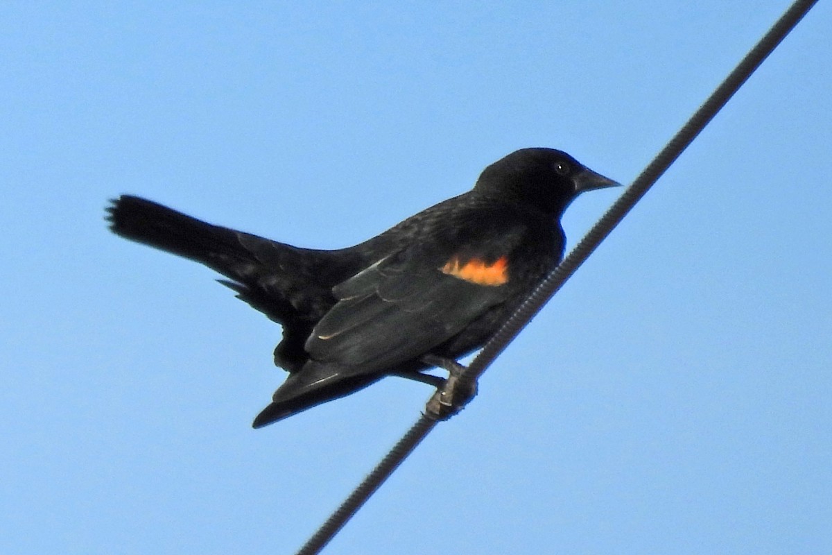 Красноплечий трупиал - ML645474241