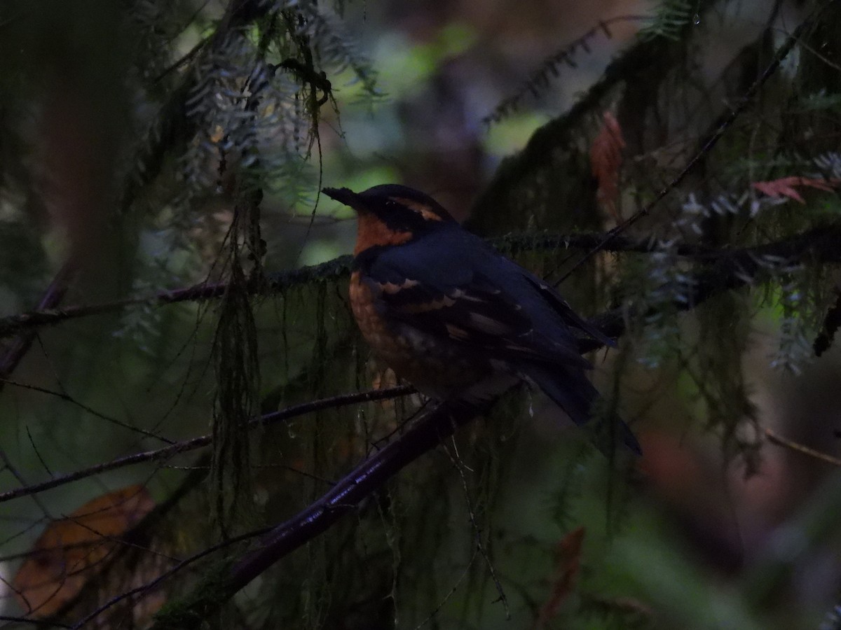 Halsbanddrossel - ML645474242