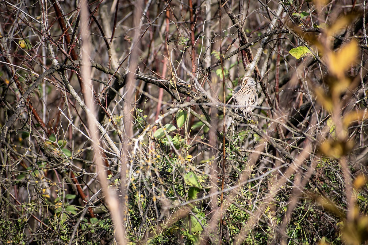 Clay-colored Sparrow - ML645474244