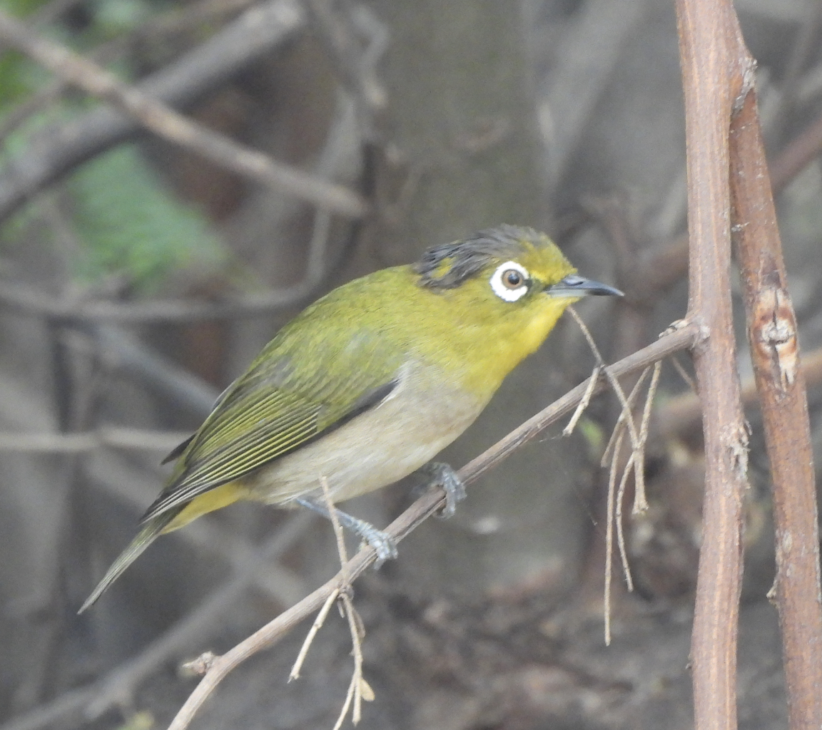 Окулярник японський - ML645474245