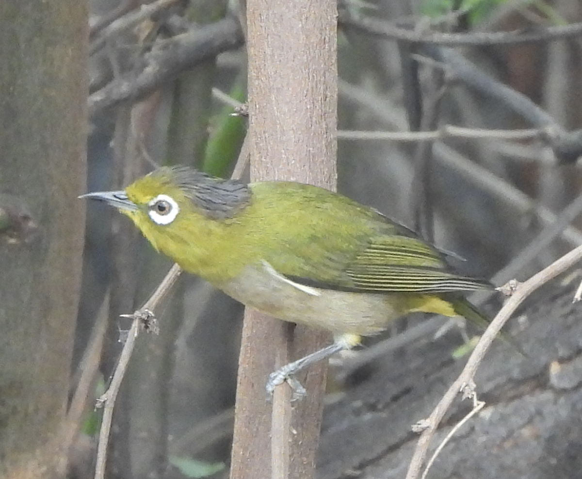 Окулярник японський - ML645474246