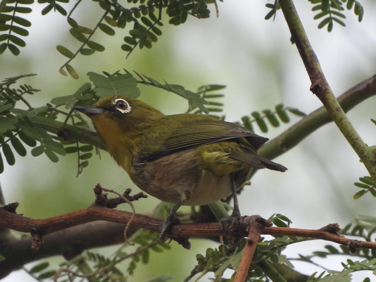 Окулярник японський - ML645474247