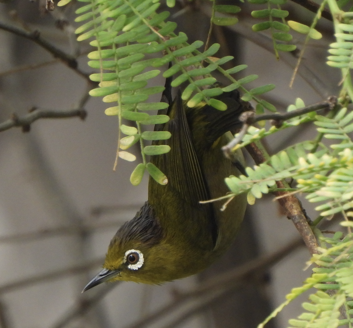 Окулярник японський - ML645474248