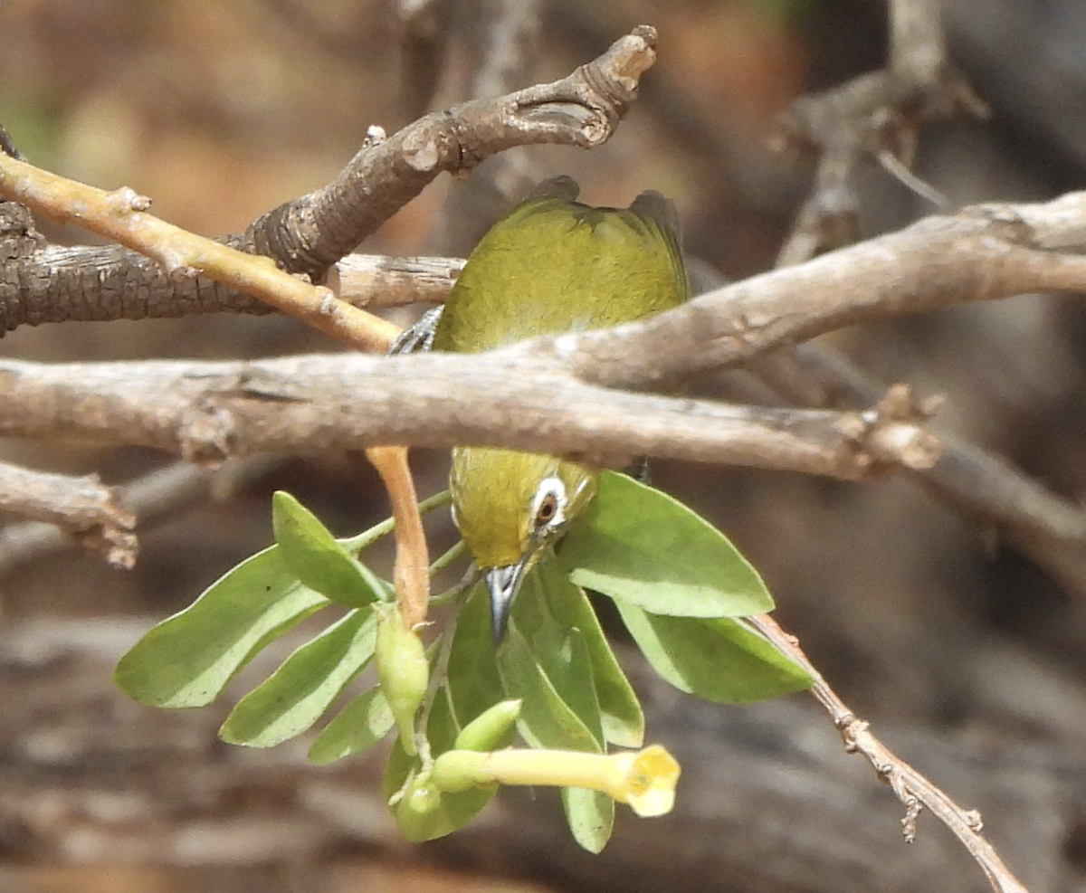 Окулярник японський - ML645474249
