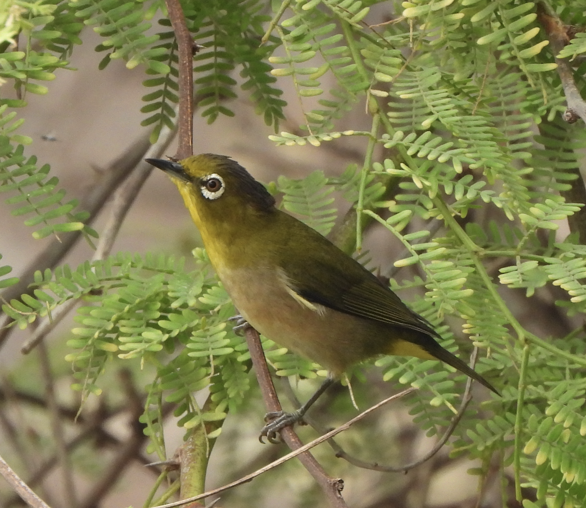 Окулярник японський - ML645474250