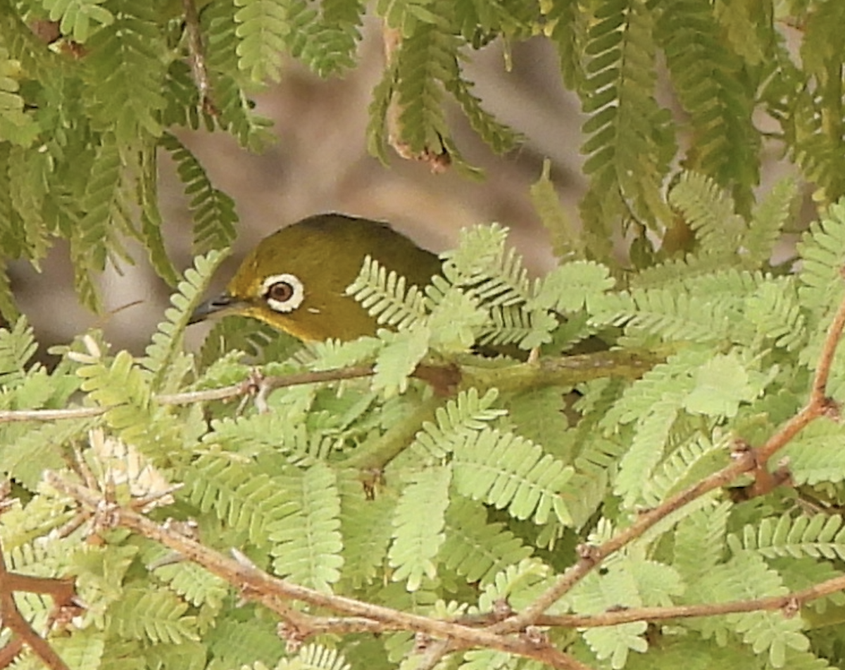 Окулярник японський - ML645474251