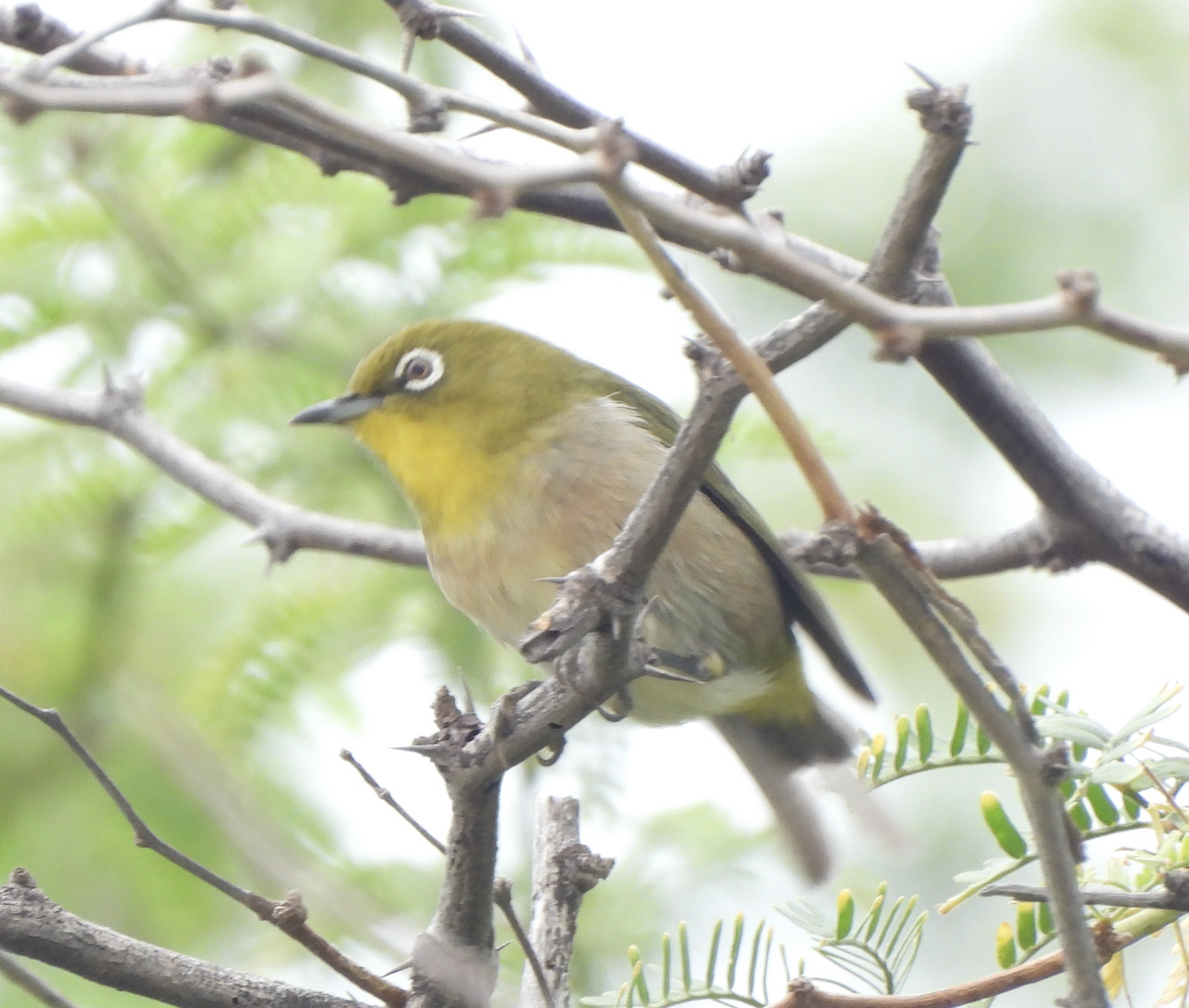 Окулярник японський - ML645474252