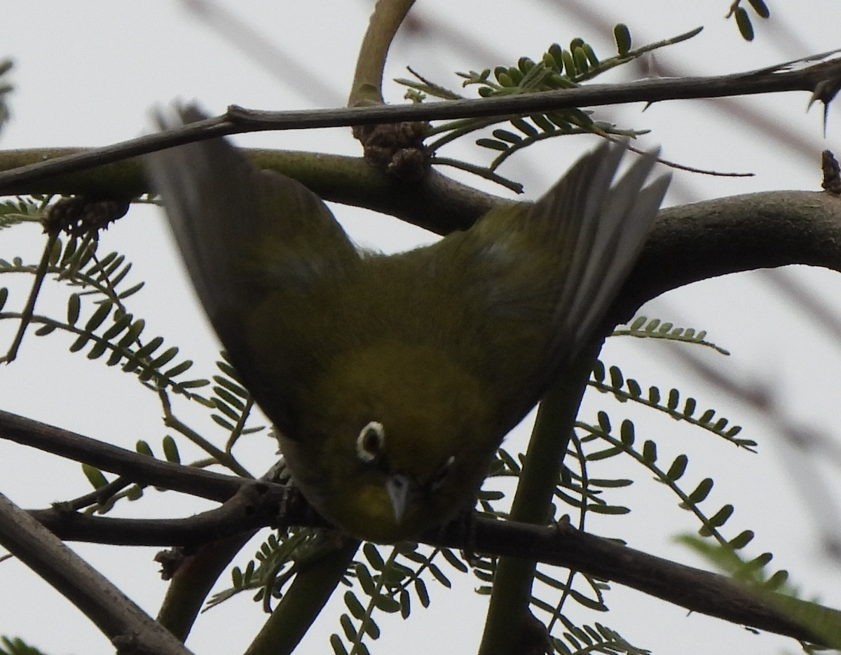 Окулярник японський - ML645474253