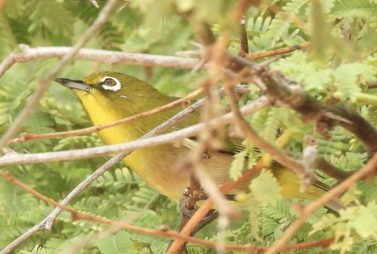 Окулярник японський - ML645474254