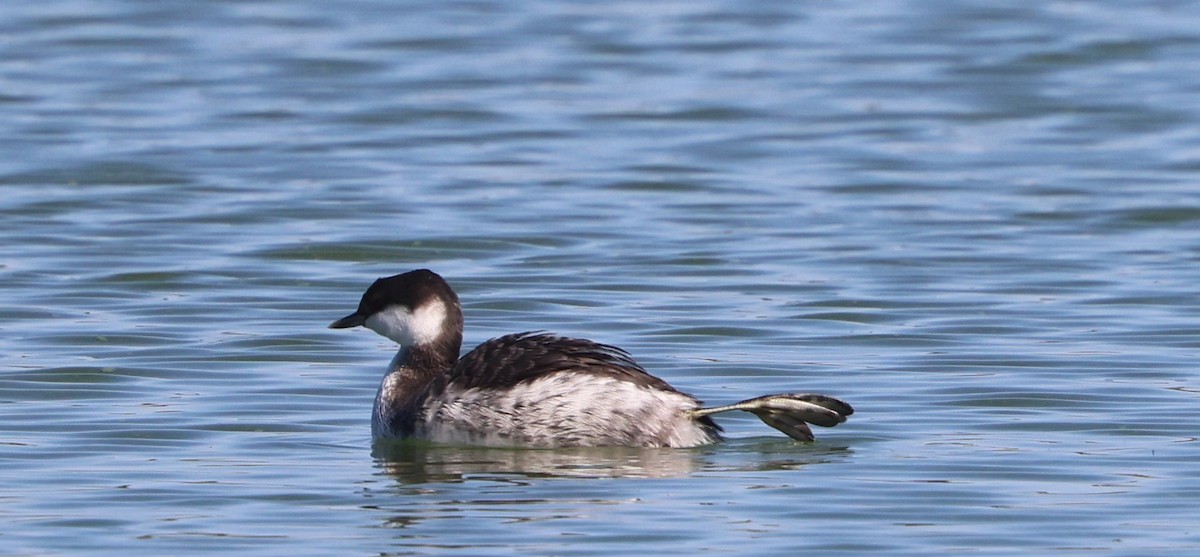 Красношейная поганка - ML645474257