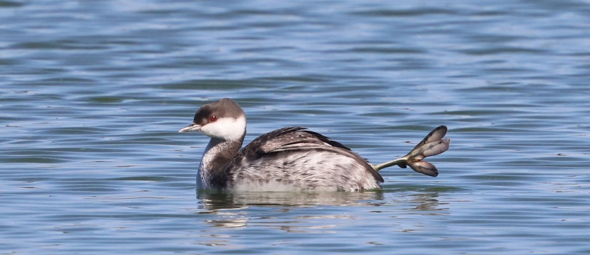 Красношейная поганка - ML645474258