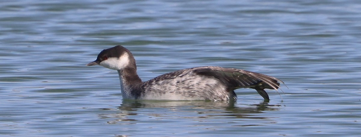 Красношейная поганка - ML645474259