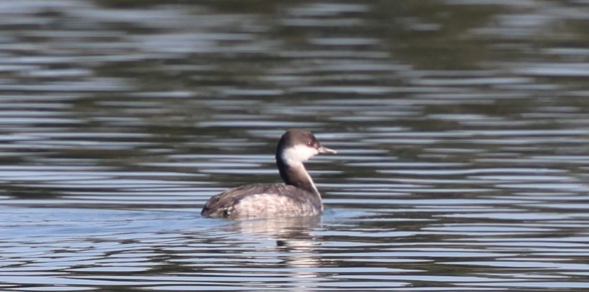 Красношейная поганка - ML645474260