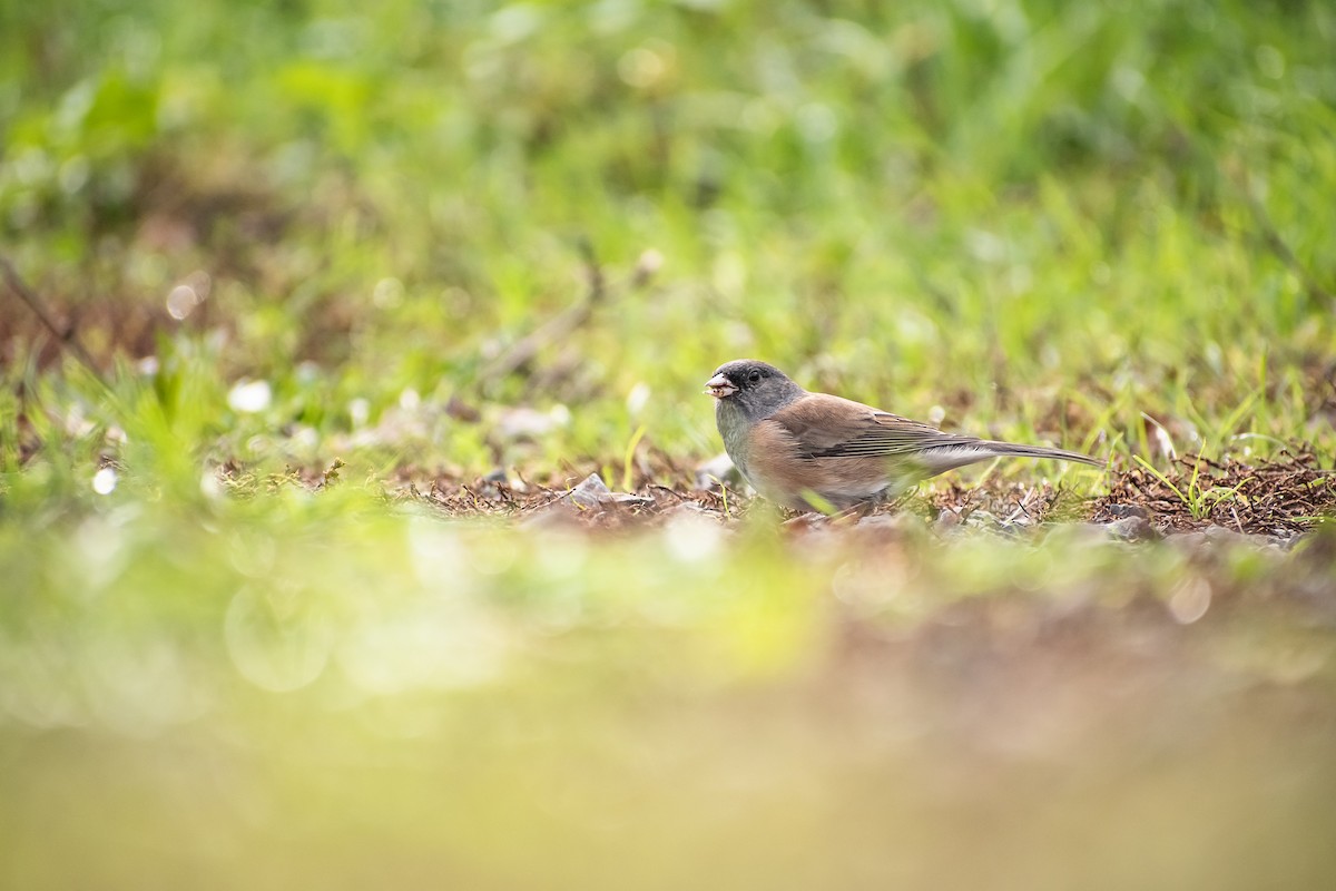 Dark-eyed Junco - ML645474279