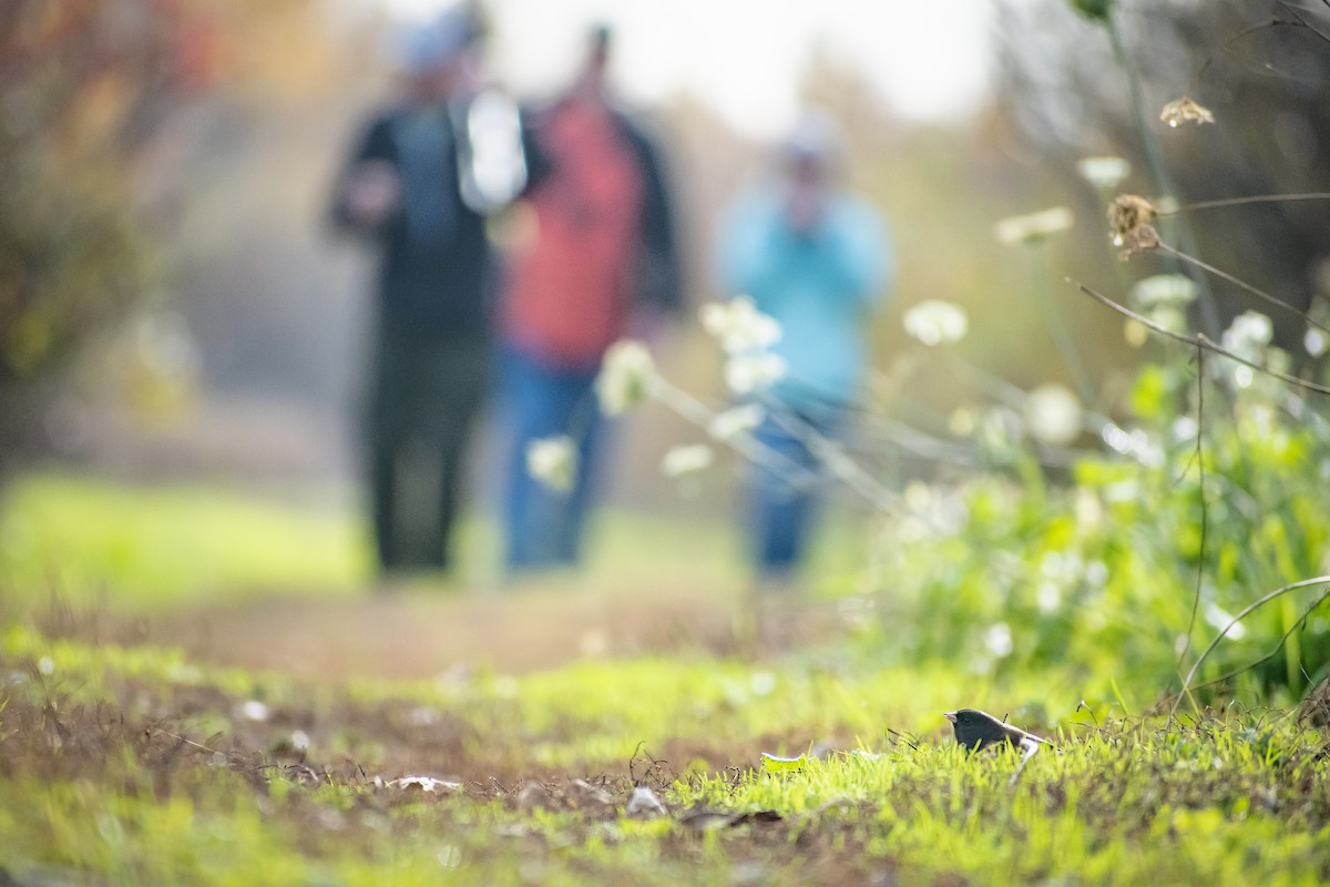 Dark-eyed Junco - ML645474280