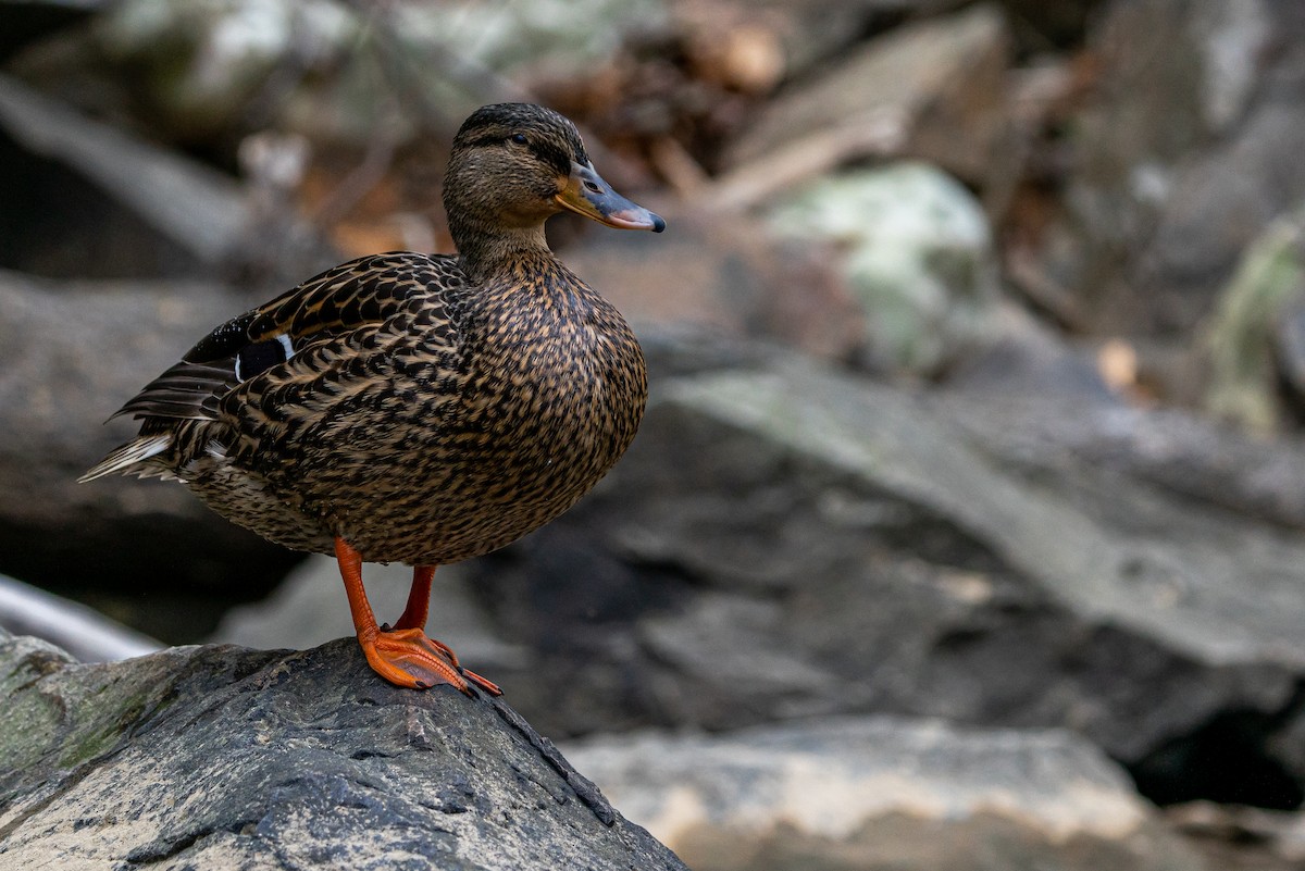 Mallard - ML645474285