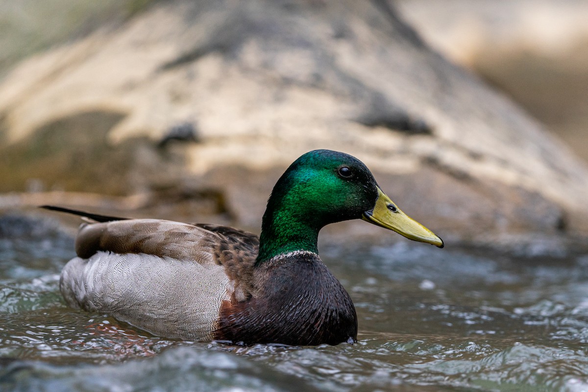 Mallard - ML645474286