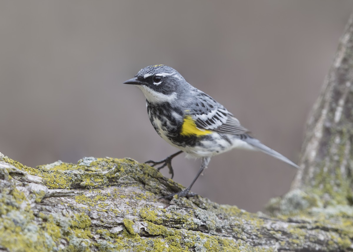 Yellow-rumped Warbler - ML645474291