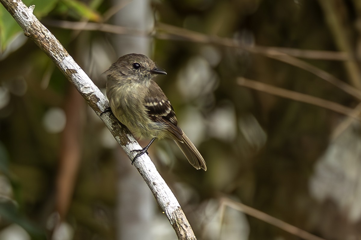 Olive-chested Flycatcher - ML645474293