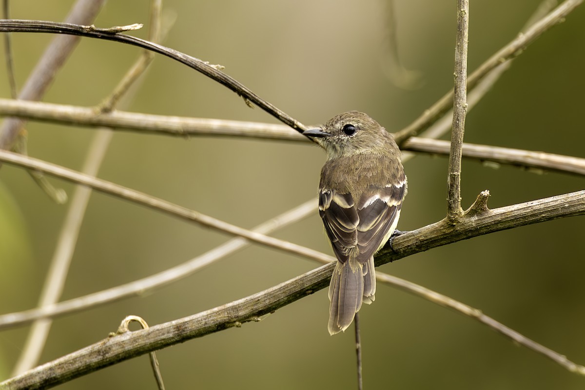 Olive-chested Flycatcher - ML645474294