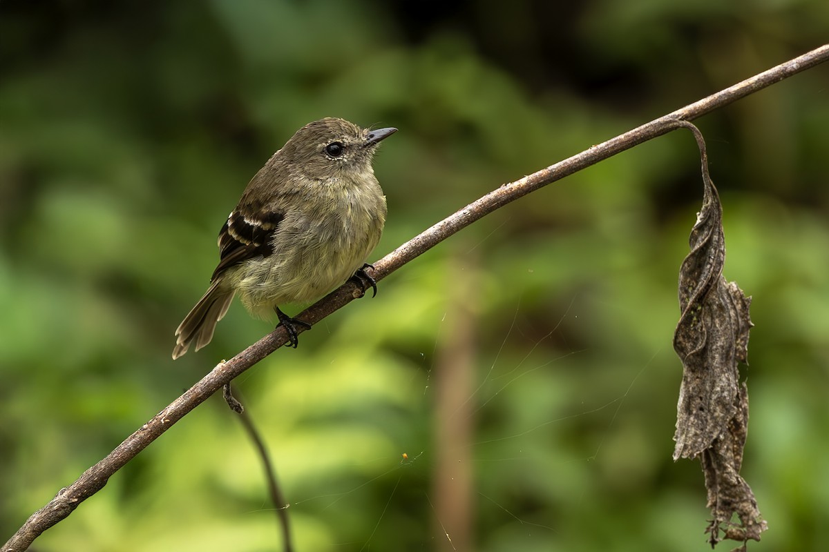 Olive-chested Flycatcher - ML645474295