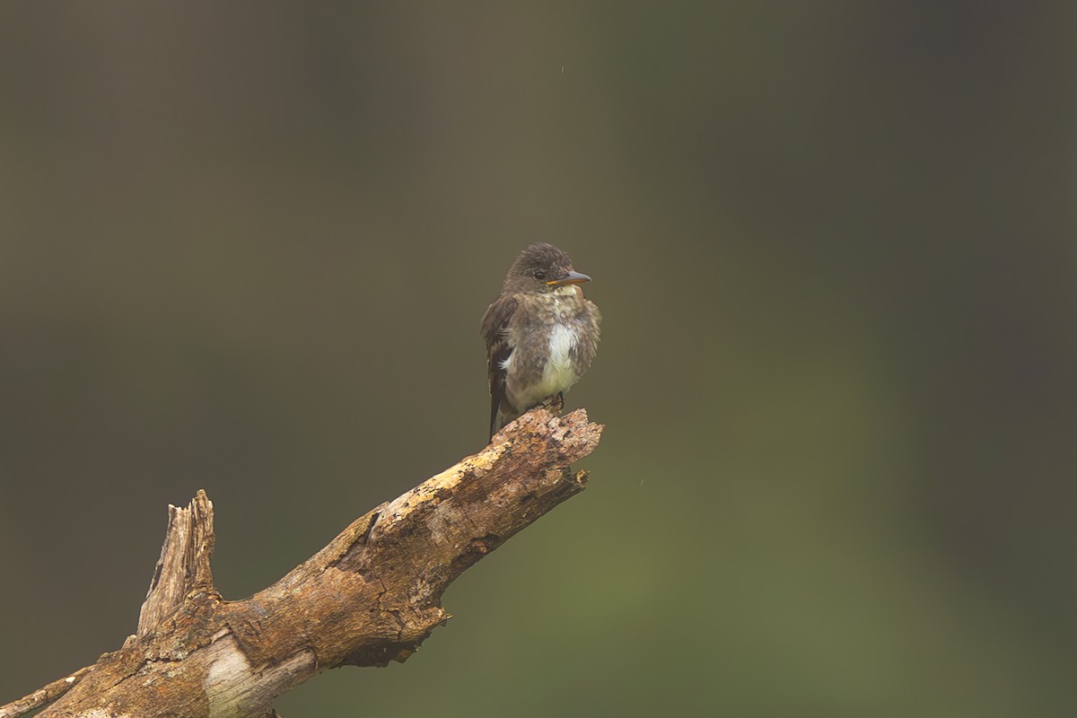 tyranovec severský - ML645474304