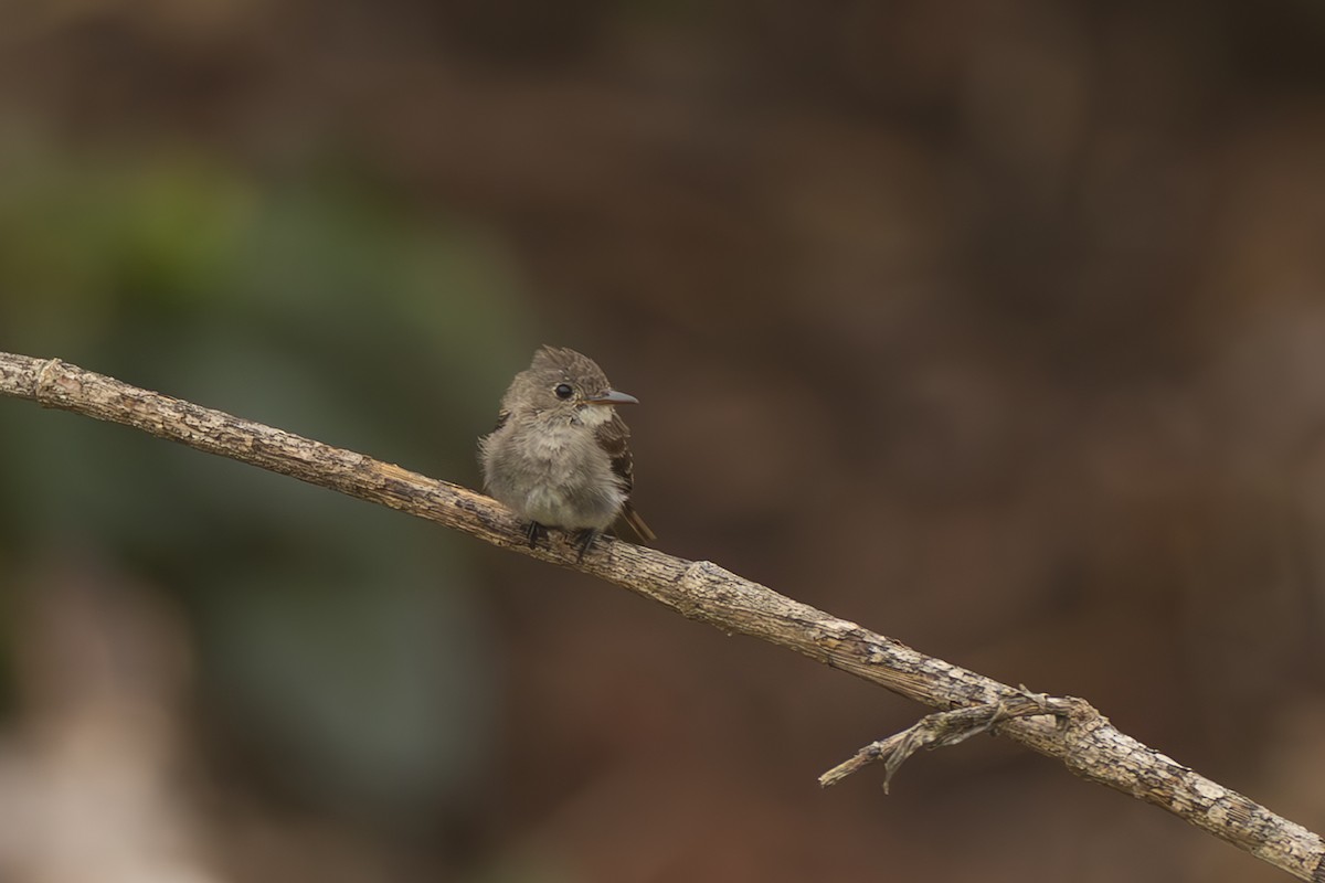 tyranovec severský - ML645474305