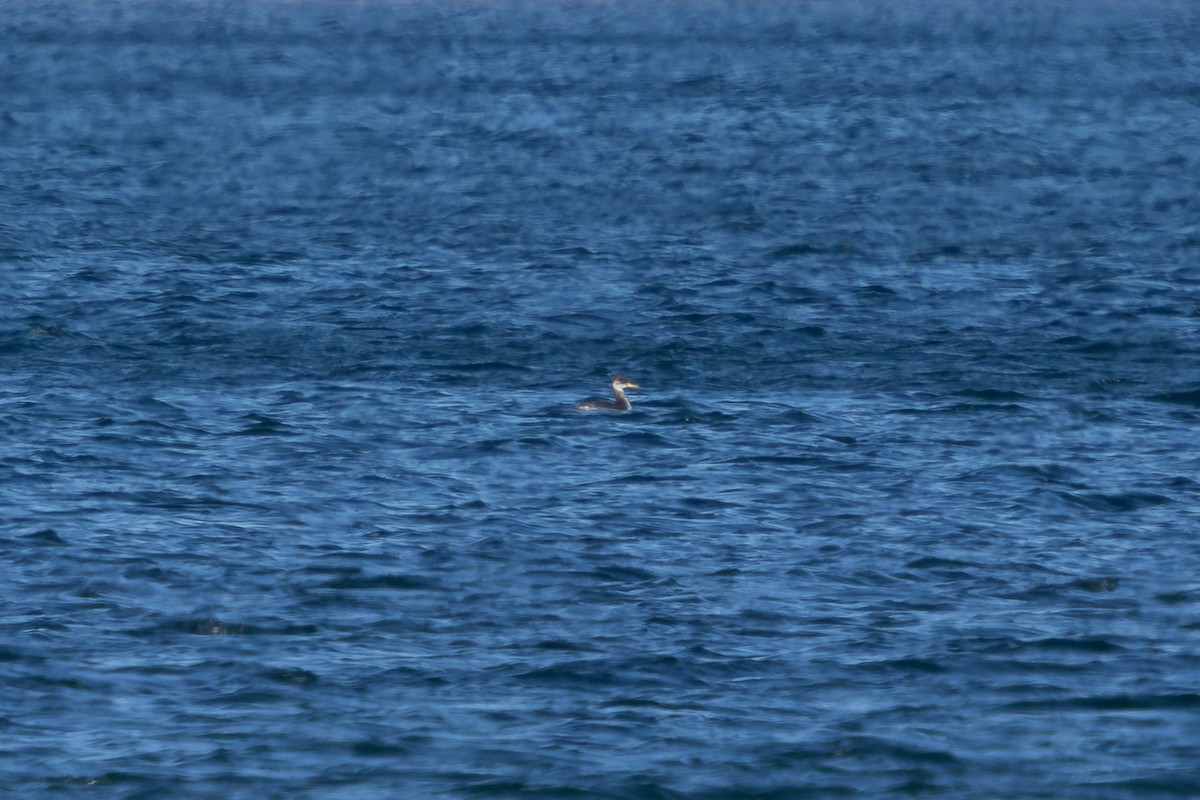 Grèbe jougris - ML645474317