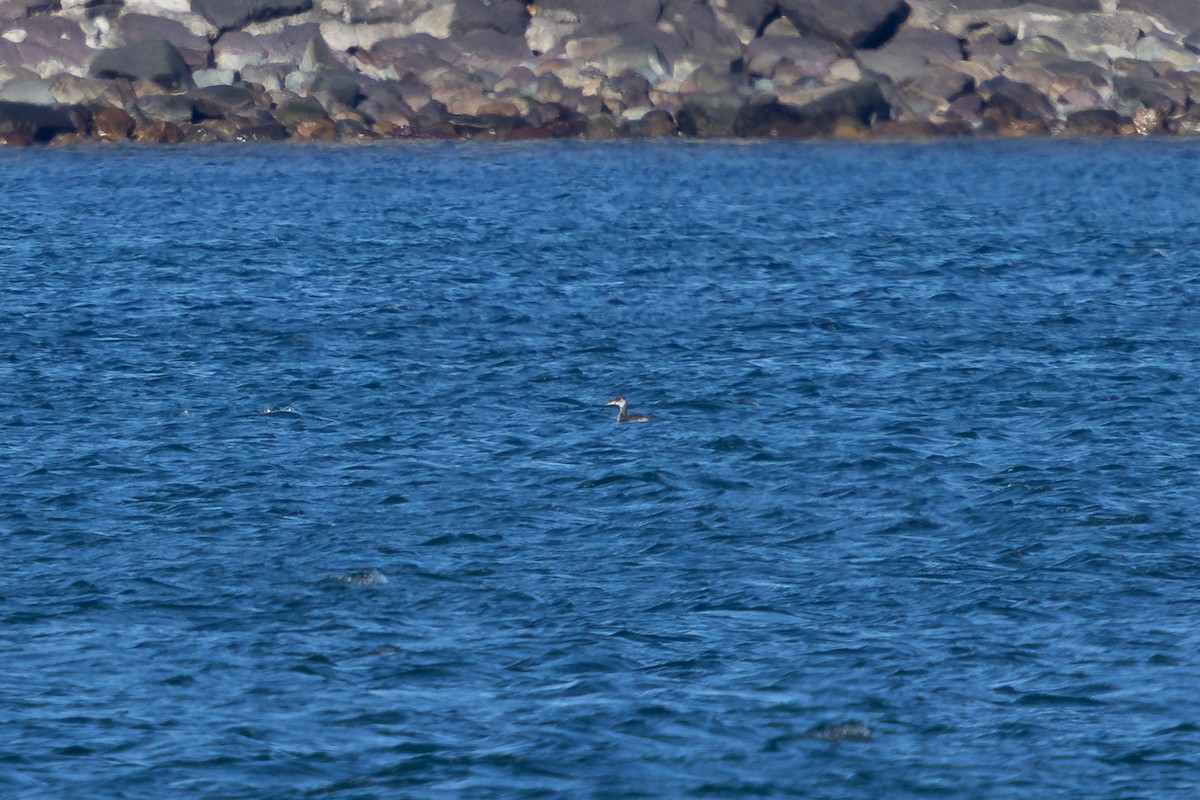 Grèbe jougris - ML645474318