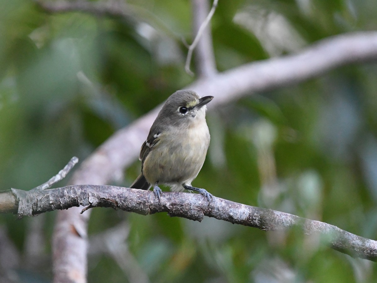 Viréo à bec fort - ML645474321