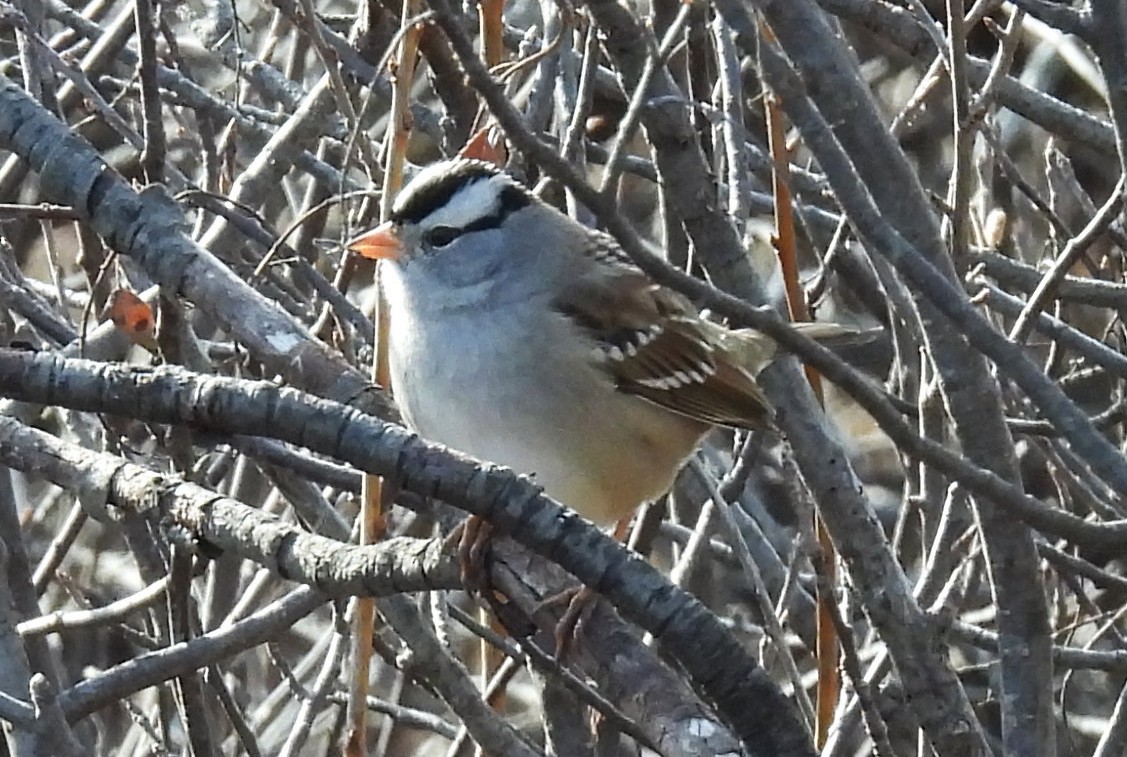 White-crowned Sparrow - ML645474325
